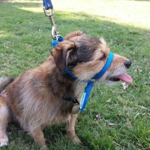 K9 Bridle